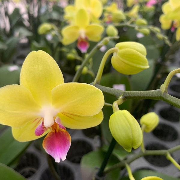 Phalaenopsis orchid yellow with pink center live plant in bloom