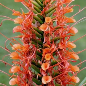 Hedychium Coccineum Orange Scarlet Ginger rhizome Zingiberaceae. image 1