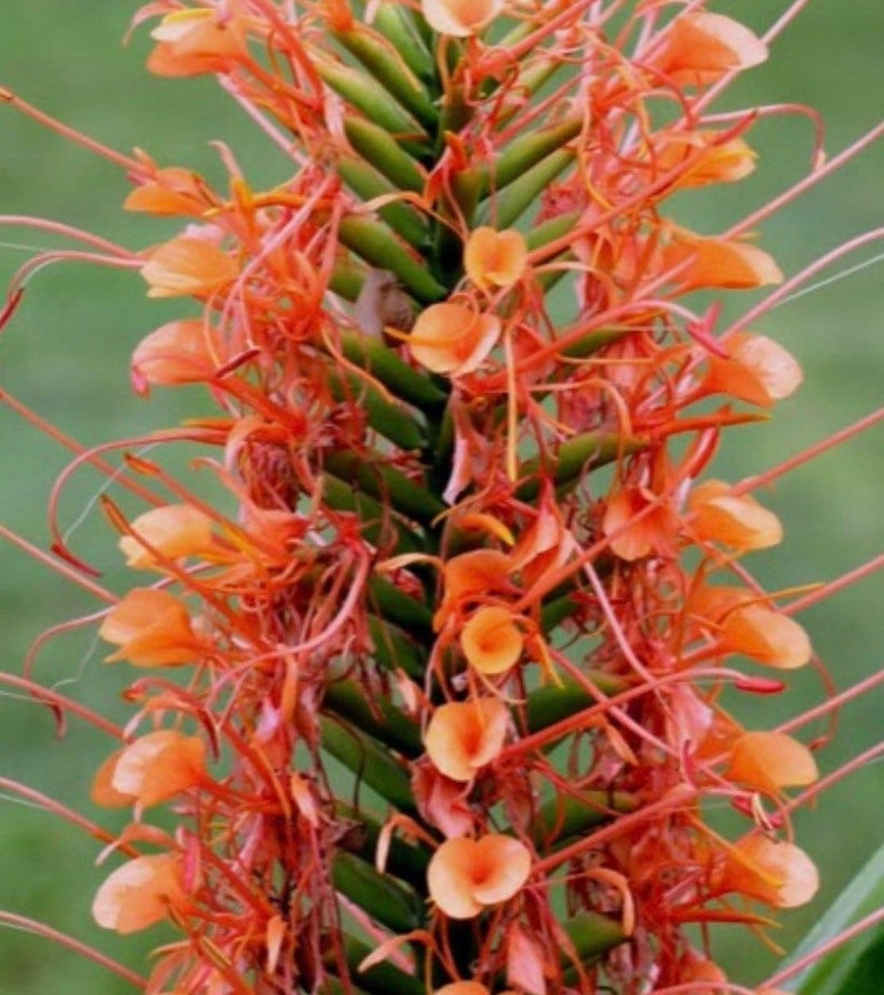 Hedychium Coccineum Orange Scarlet Ginger rhizome Zingiberaceae. image 1