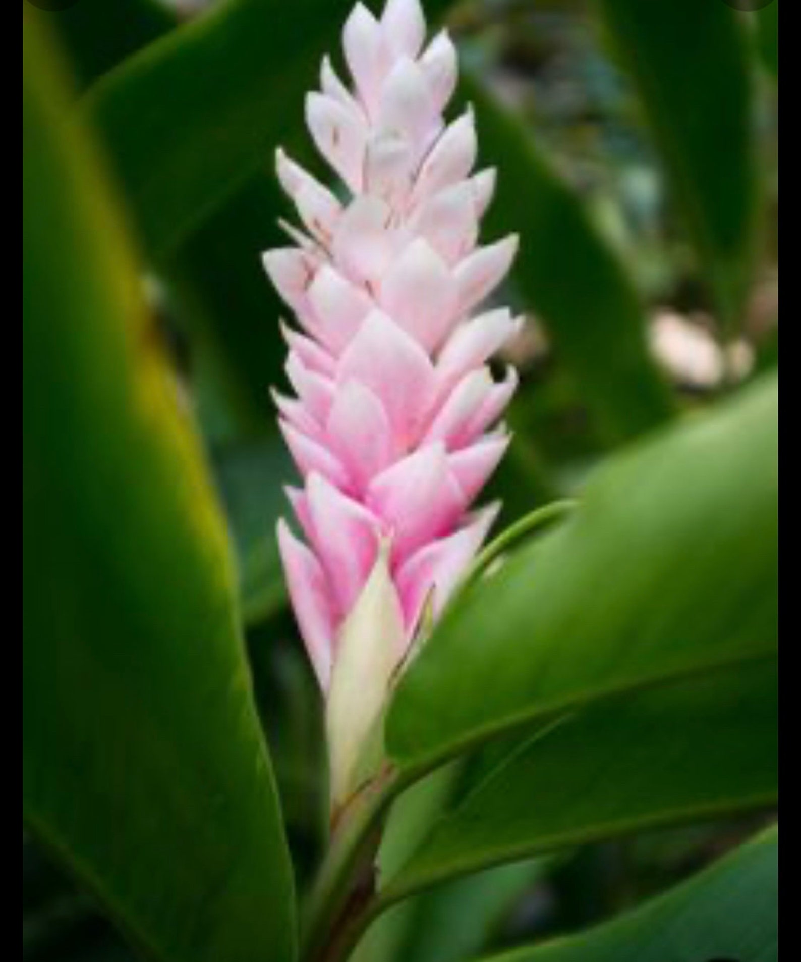 Rare Light Pink Ginger Alpinia Purpurata Live Starter Plant in - Etsy