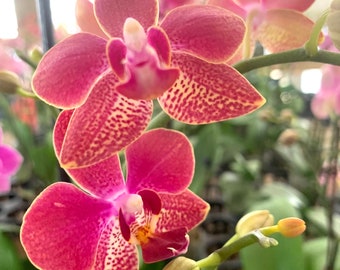 Phalaenopsis orchid fuschia  with yellow edges plant in bloom