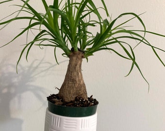 Palm Pony tail palm bonsai Elephant foot tree 16”-20” plant