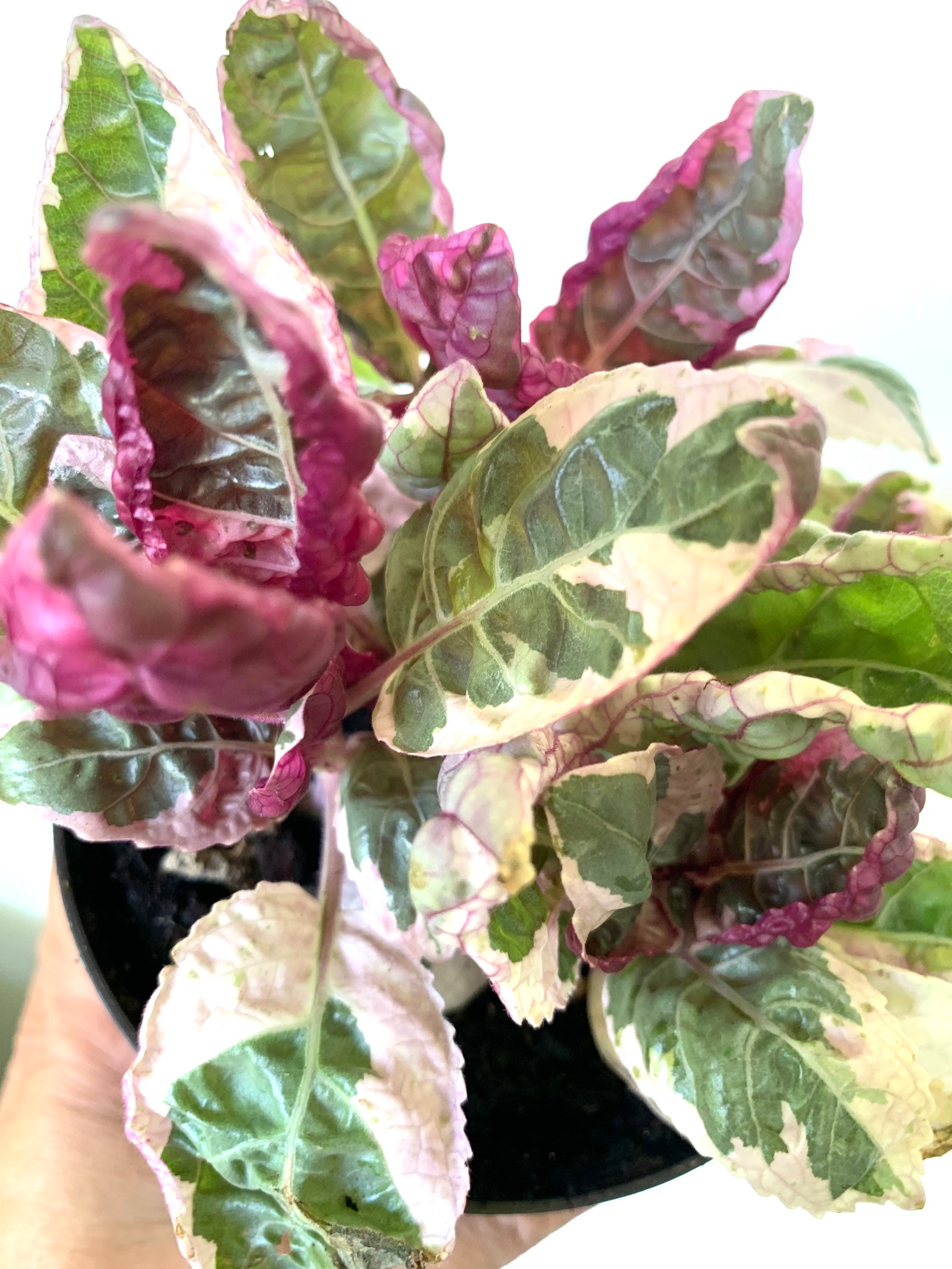 Variegated Purple Snow White Waffle Plant Hemigraphis Etsy