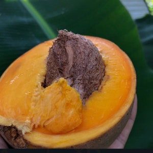 Mammea Americana Mamey live tropical fruit tree image 6