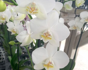 Phalaenopsis White hybrid orchid plant in bloom in pot