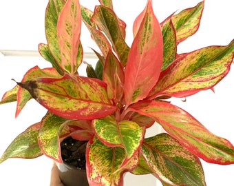 Aglaonema Siam Red Chinese Evergreen starter plant in 4” pot