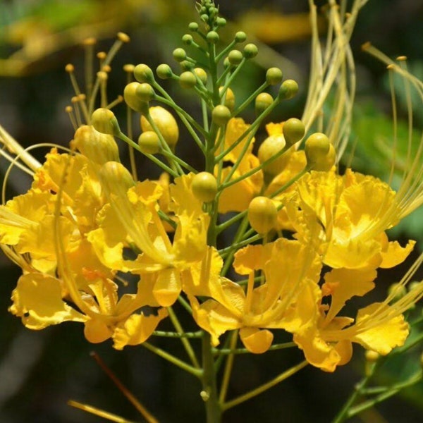 Yellow Pride of Barbados starter plant 3-6” in 4” pot with soil caesalpinia Pulcherrima Mexican bird of paradise peacock plant