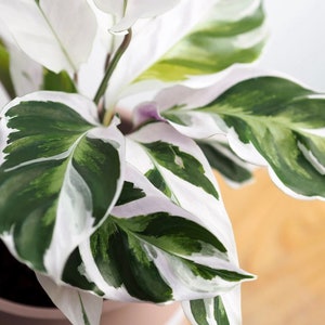 Calathea ‘ White Fusion ‘ Peacock plant, prayer plant