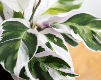 Calathea « White Fusion » Paon, plante de prière