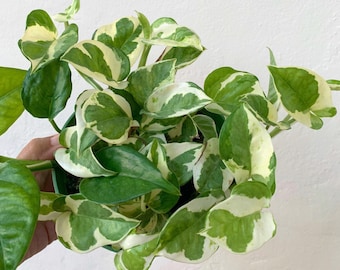 Njoy Pothos Epipremnum full plant.