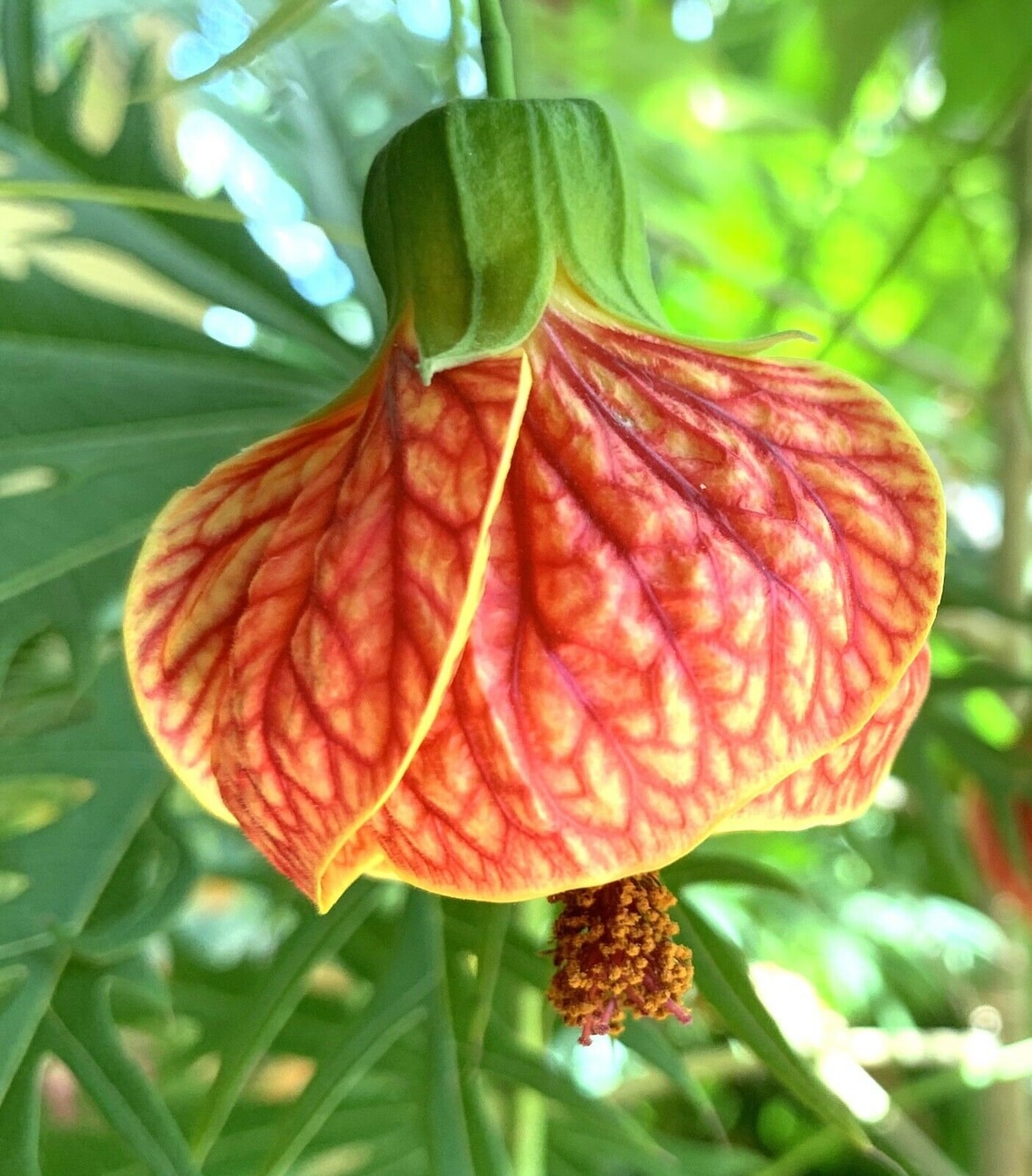 Chinese lanternJapanese lanternTiger Eye AbutilonFlowering Etsy