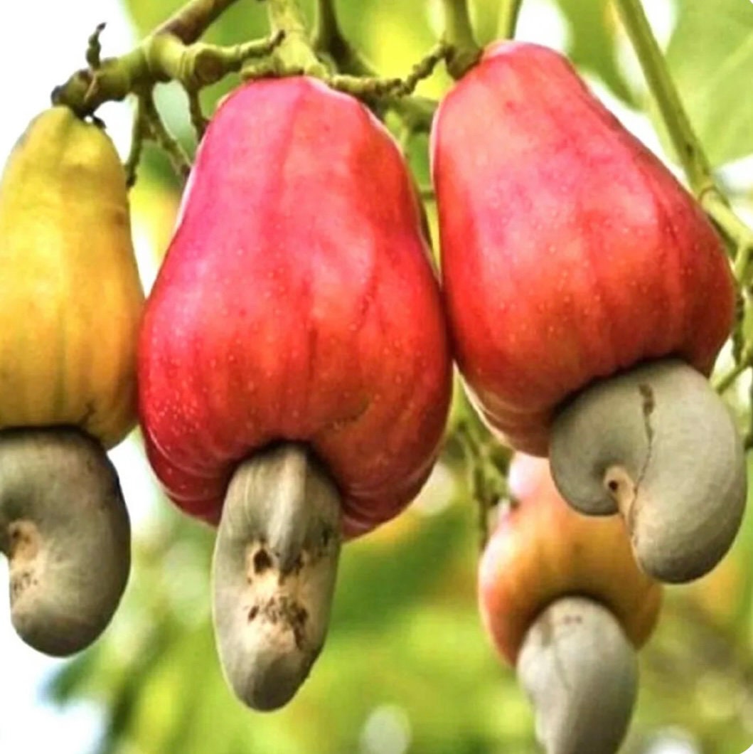 Cashew Nut Fruit Edible At Bruce Moreno Blog