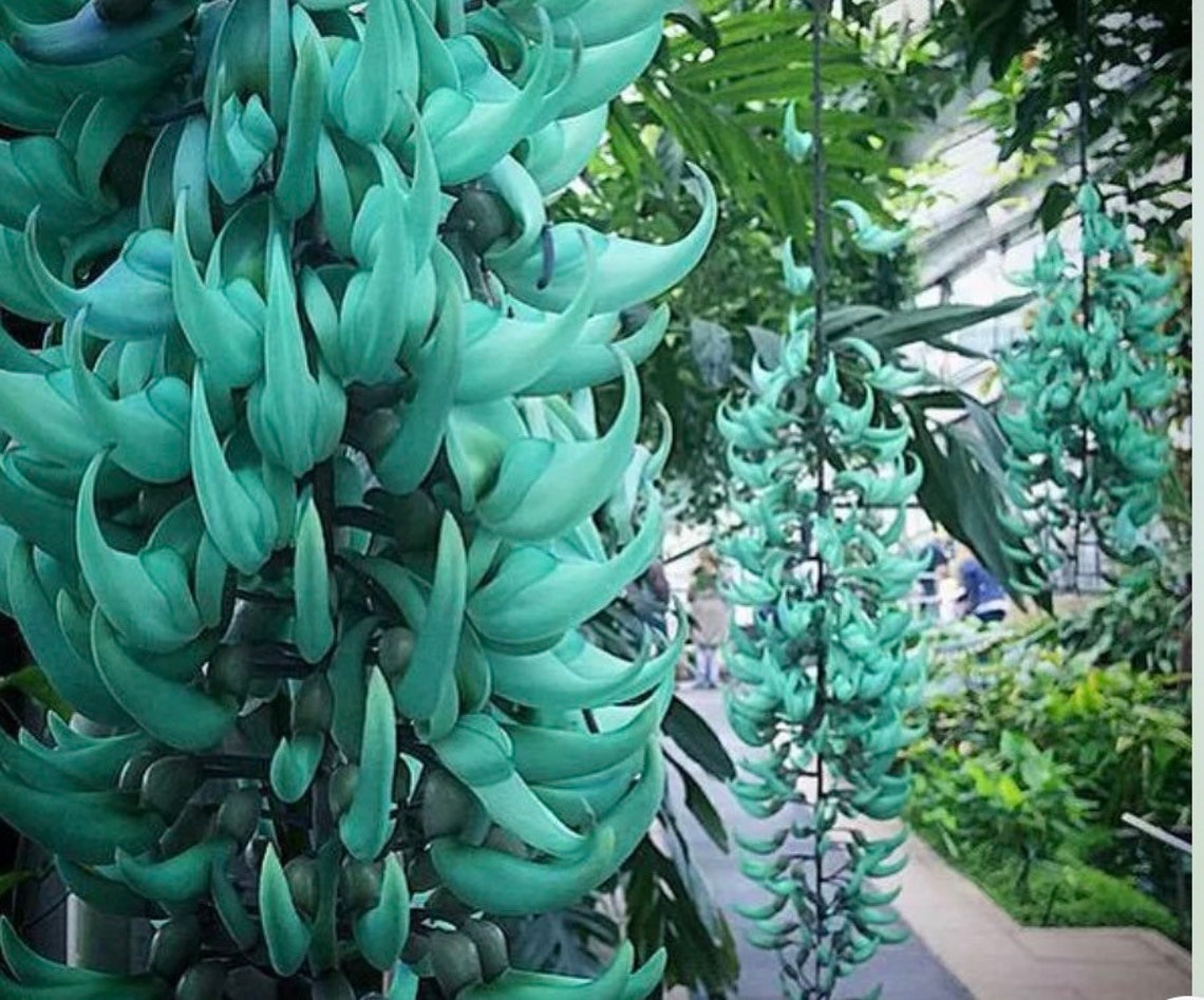 Blue Green Jade Vine Plant Tree 12 Ft Tall Vine. Strongylodon Etsy