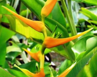 HELICONIA Latispatha Orange Gyro tropical live rhizome stalk.