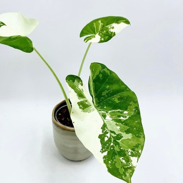 Alocasia Macrorrhiza variegated young plant in 6” pot
