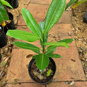 Mammea Americana Mamey live tropical fruit tree image 3