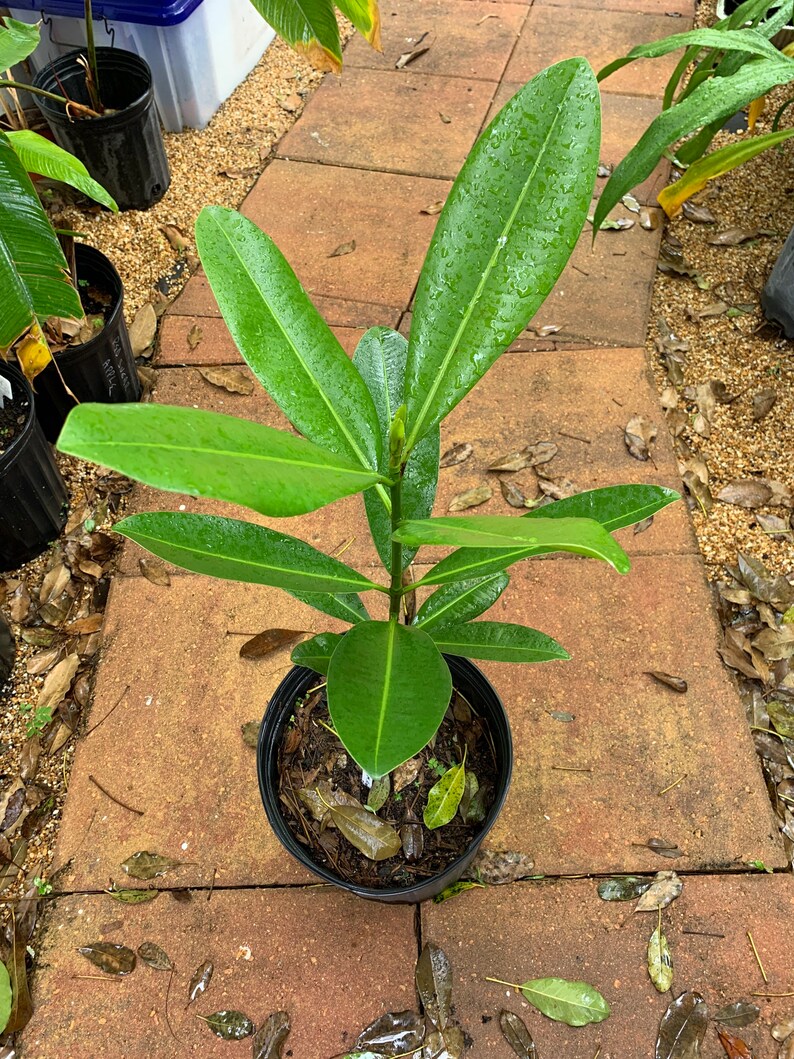 Mammea Americana Mamey live tropical fruit tree image 3