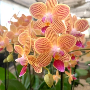 Phalaenopsis orchid ‘Chingrueys Goldstafff’ a yellow/orange/pink variegated plant in bloom