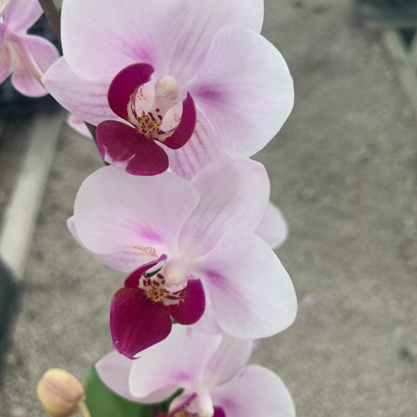 Orchid Plant Live Etsy