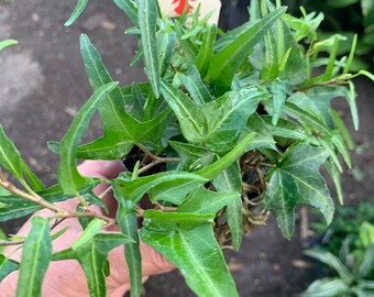 Spear point Hedera Helix  English Ivy plant in 4” pot