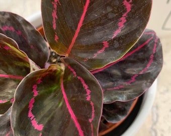 Calathea Dottie Roseopicta Pink painted Rosy plant in 4” pot