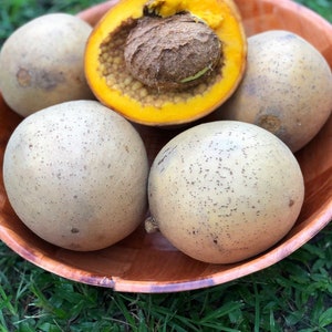 Mammea Americana Mamey live tropical fruit tree image 2