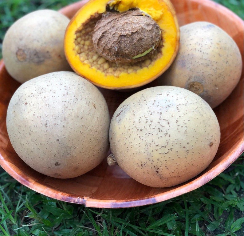 Mammea Americana Mamey live tropical fruit tree image 2