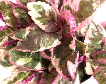 Tri color Variegated Waffle Plant purple Snow White starter plant in 4” pot