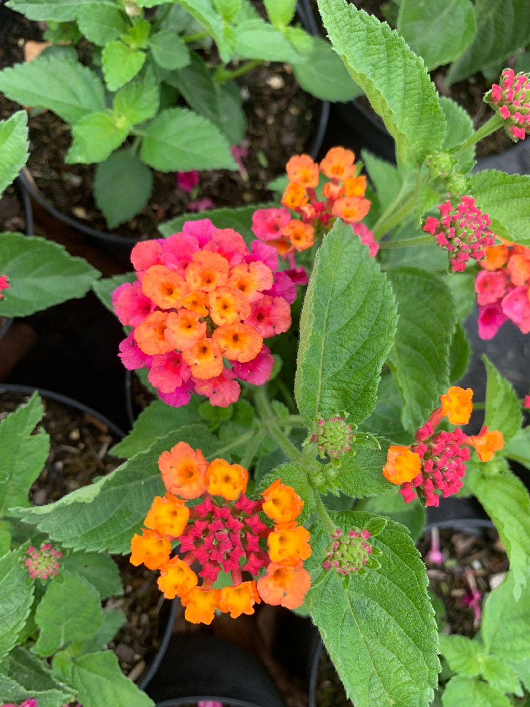 Lantana Confetti Camara Multicolored Orange Yellow Pink Starter Plant 6