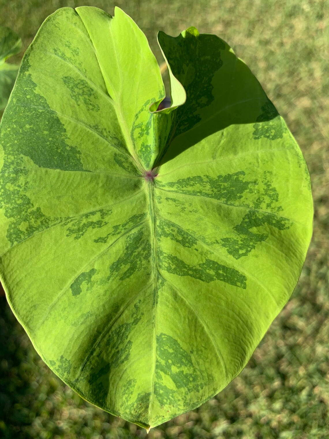 Mojito Colocasia Variegated Elephant Ear 7 in Height. Rooted Etsy UK