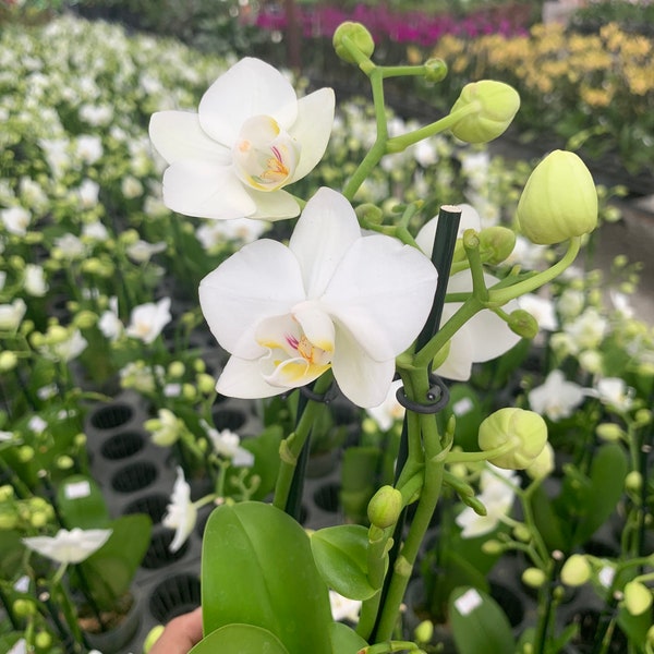 Phalaenopsis orchid white live plant in bloom