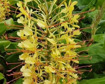 Lys Hedychium jaune, rhizome parfumé et gingembre