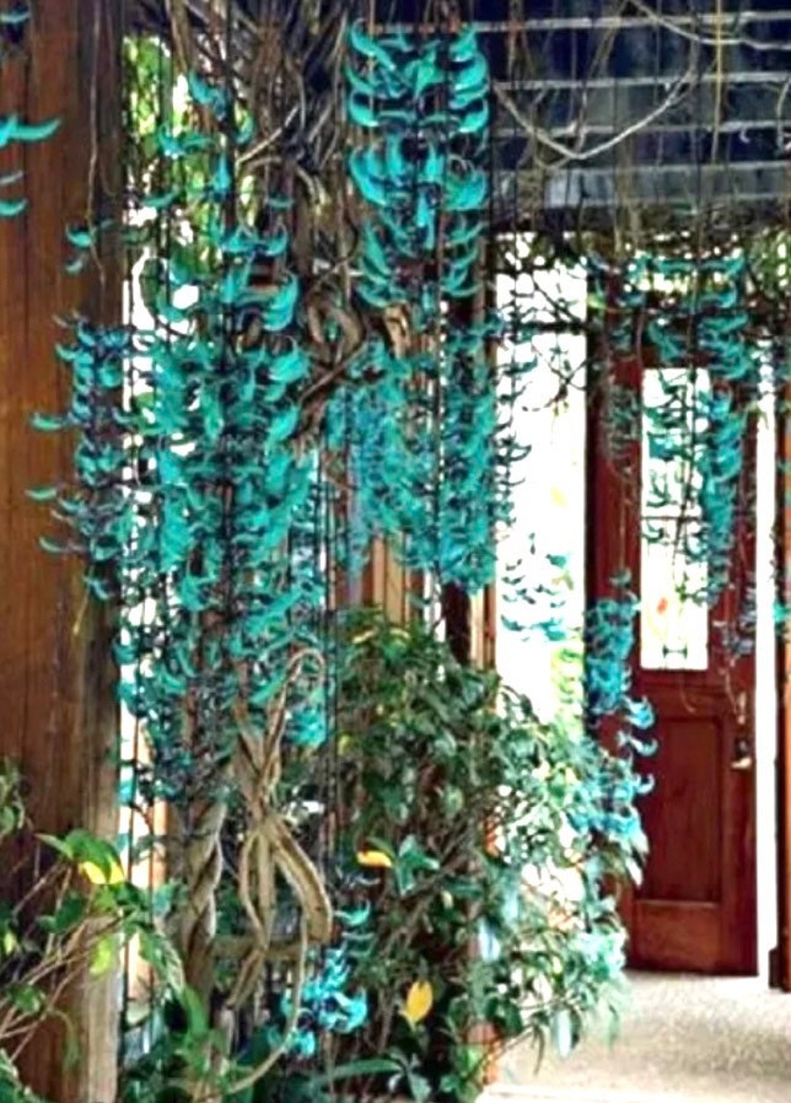 Blue Green Jade Vine Plant Tree 12 Ft Tall Vine. Strongylodon Etsy
