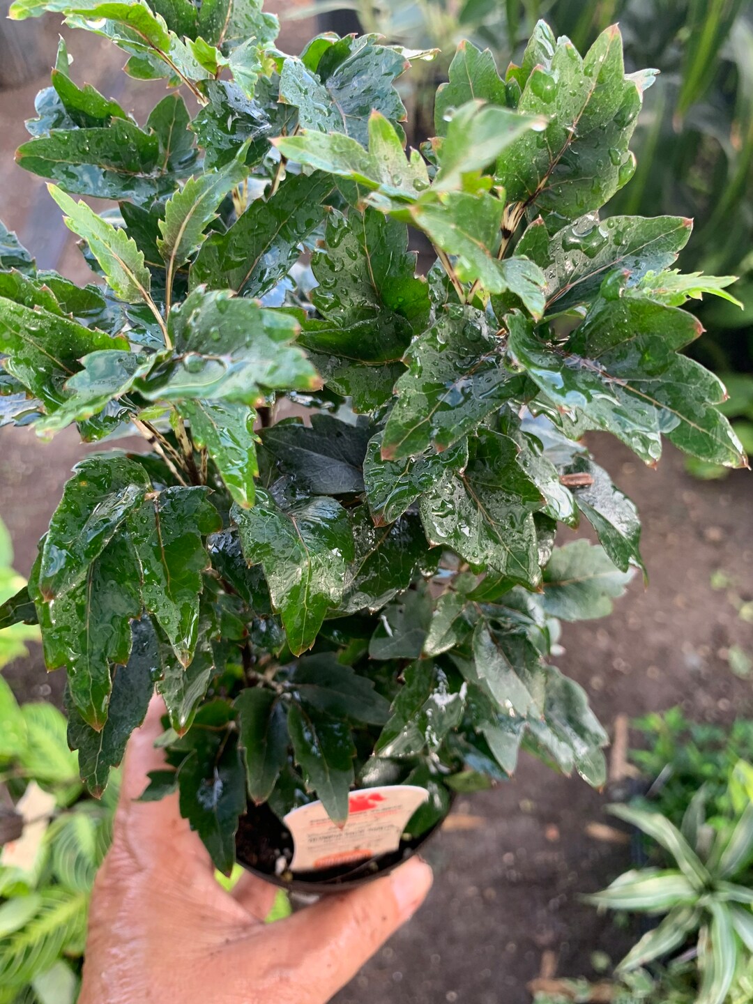 Olympia False Aralia Plant in 4 Pot Etsy