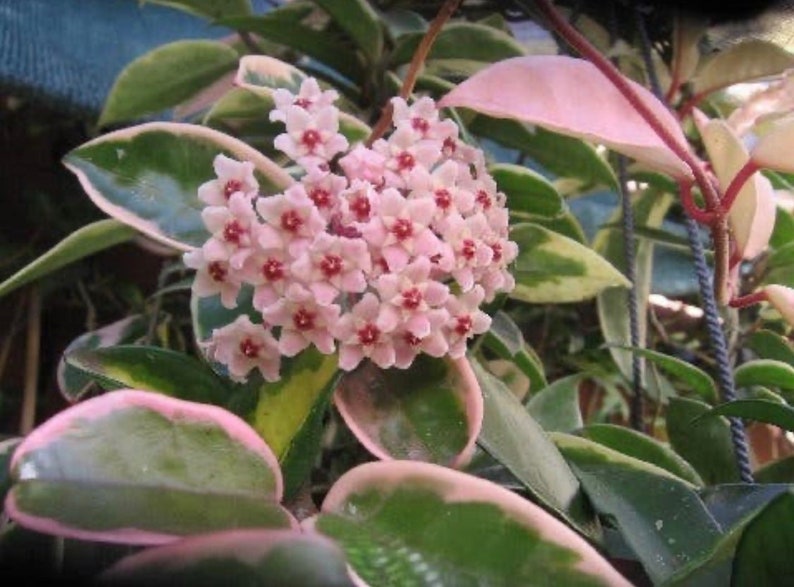 Hoya Carnosa Krimson Queen variegated tricolor wax starter Etsy