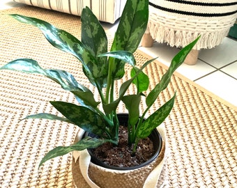 Aglaonema María Tigress Chinese Evergreen starter plant in 4” pot