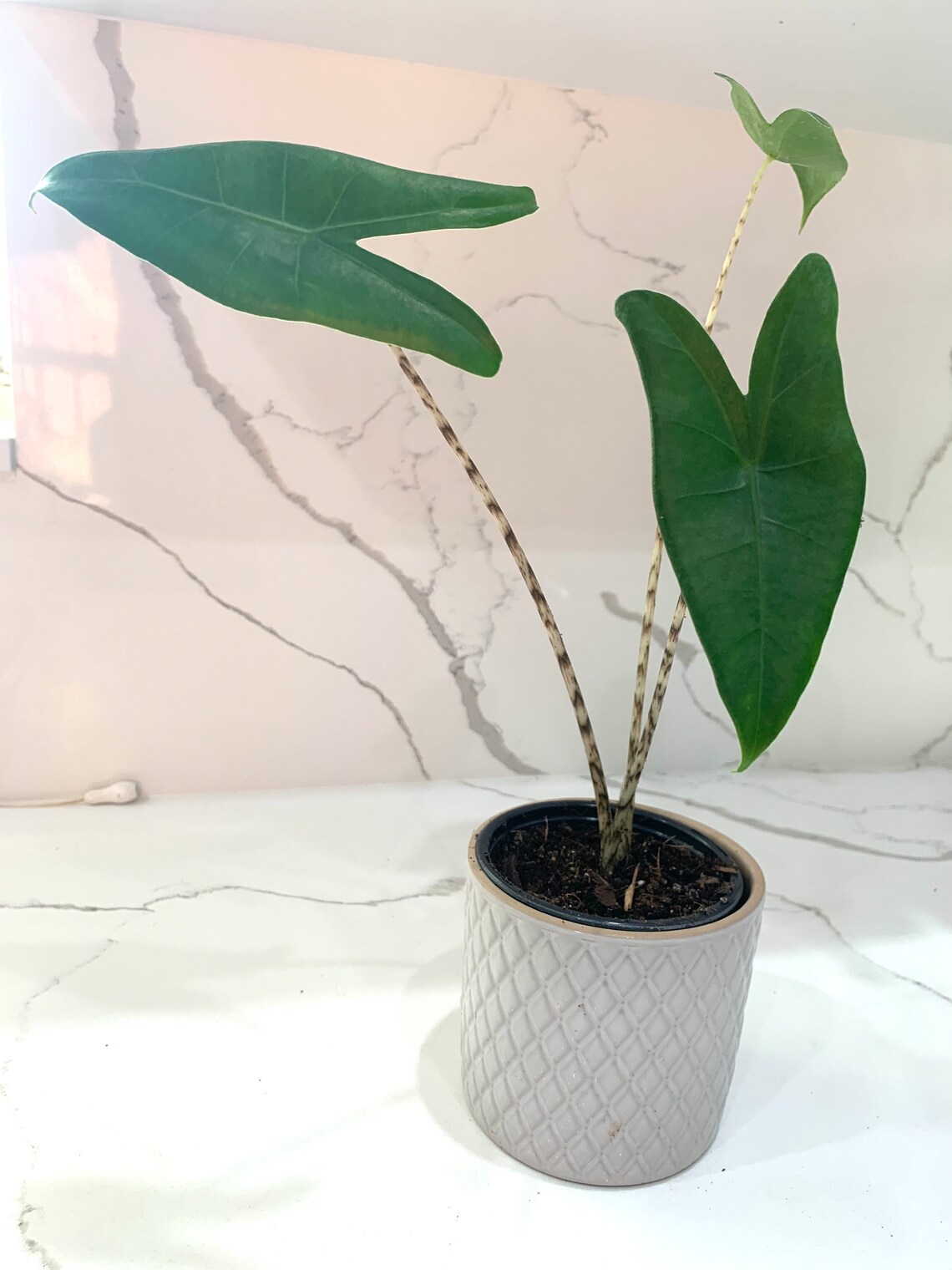 Alocasia Zebrina Reticulata Rare Exotic Elephant Ear Live Etsy