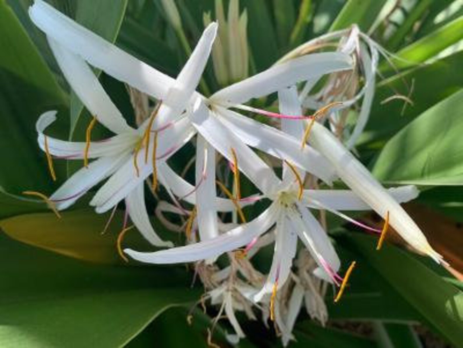 thumbnail image 2 of 5 Giant White Spider Lily Bulbs – Crinum Asiaticum – Perennial, Full Sun, Easy To Grow 2 of 6