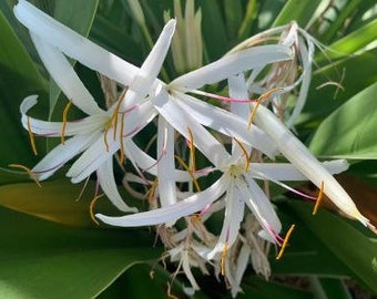 LILY - White Spider plant from bulb Crinum asiaticum mature plant rooted 2ft or higher