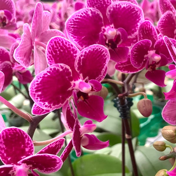 Phalaenopsis Pink variegated orchid in bloom in pot.