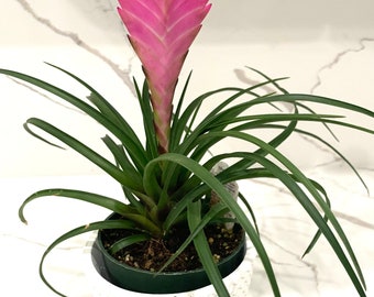 Tillandsia Cyanea bromeliad Pink Quill Air plant Wallisia plant in 4” pot