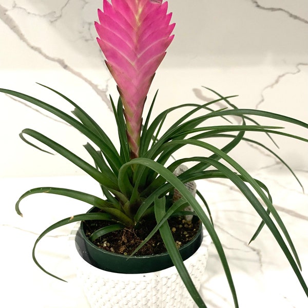 Tillandsia Cyanea bromeliad Pink Quill Air plant Wallisia plant in 4” pot