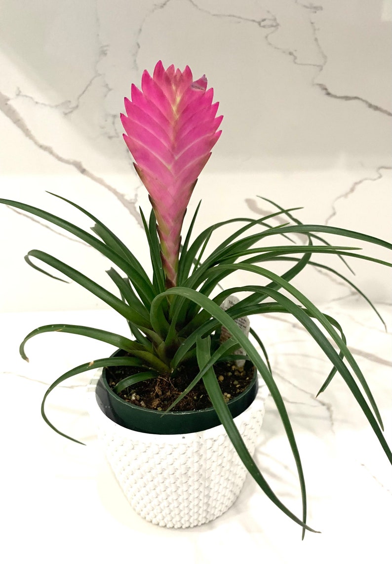 Tillandsia Cyanea bromeliad Pink Quill Air plant Wallisia plant in 4 pot image 1