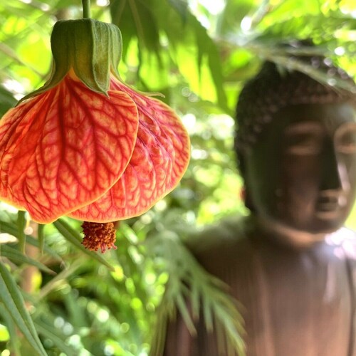 Chinese Lantern 2 4ft. Abutilon Pictum Tiger Eye Japanese Etsy