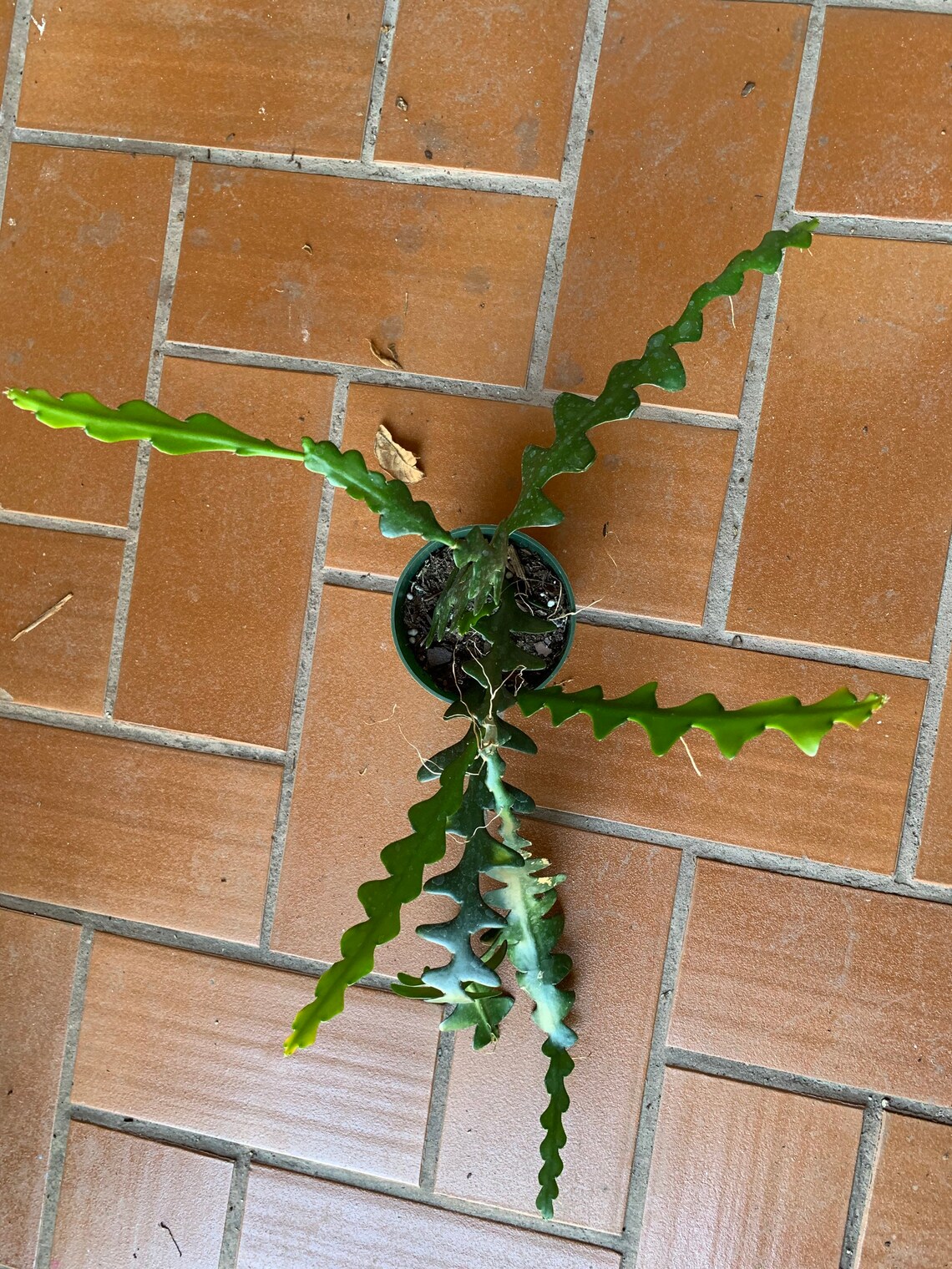 Ric Rac Cactus zig Zag Epiphyllum anguliget plant in a 6 pot Etsy