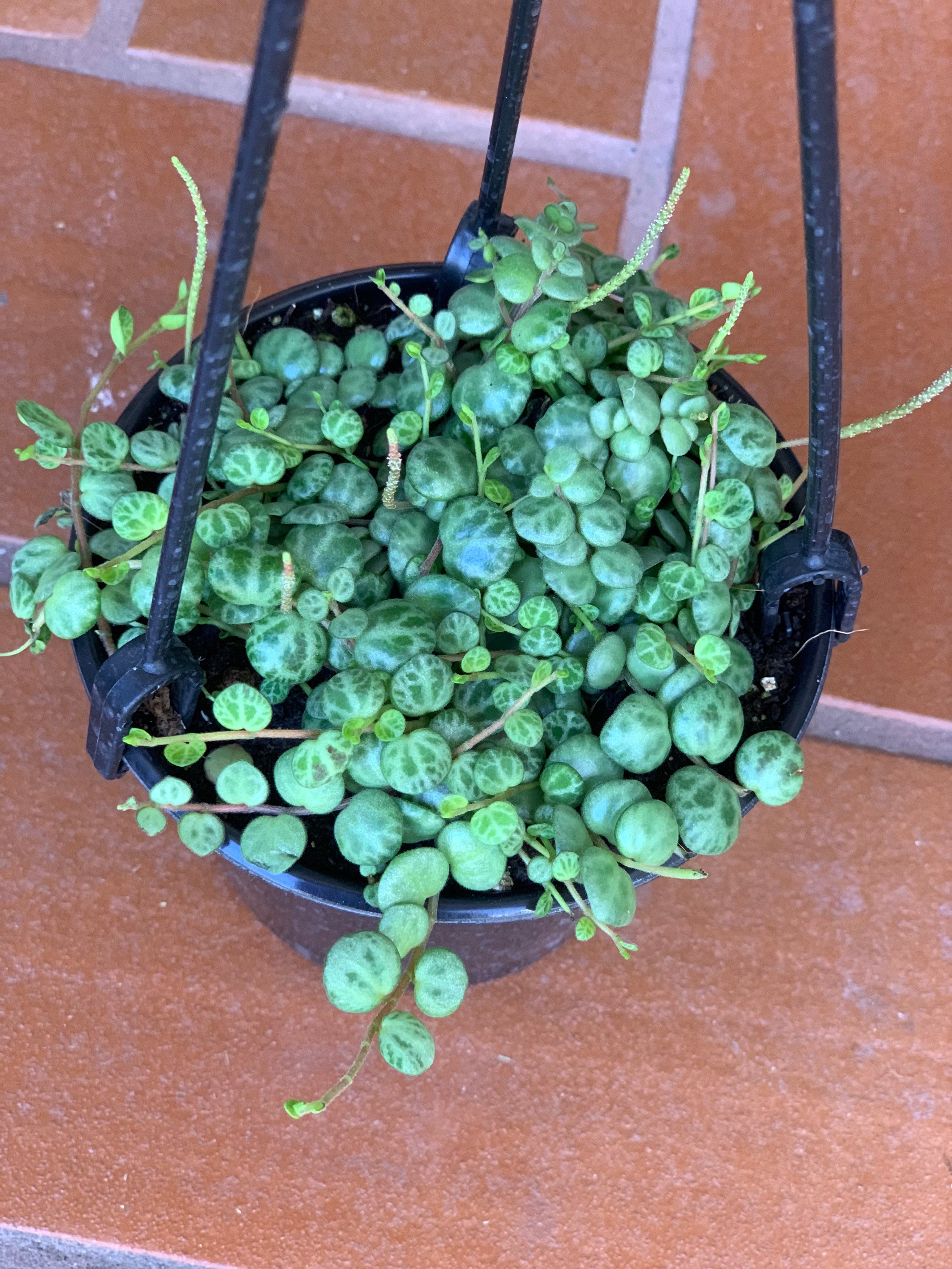 String of Turtles plant in a 4 pot Etsy