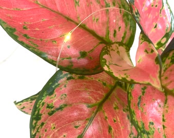 Aglaonema Pink lady Valentine in a Kokodama moss ball with wooden base