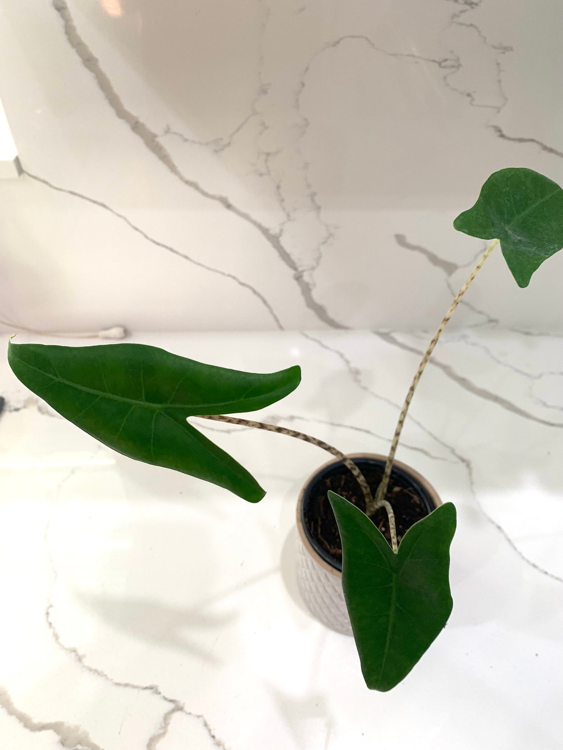 Alocasia Zebrina Reticulata Rare Exotic Elephant Ear Live Etsy