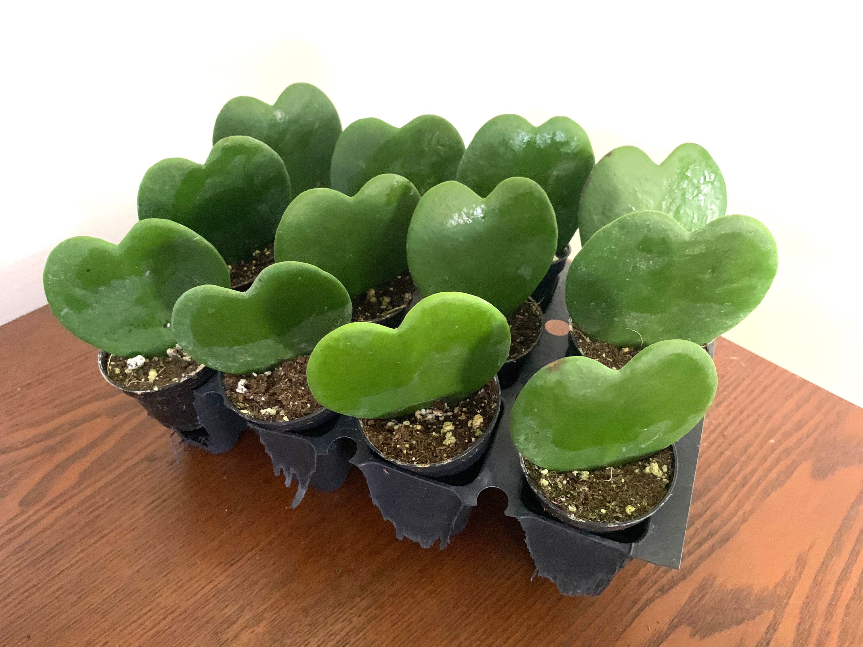 Hoya heart Kerrii live rooted plant in a 2.5 pot. Etsy