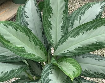 Aglaonema Silver Bay Chinese Evergreen plant